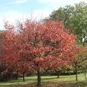 Prunus serrulata automne